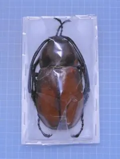 オプティマプラチナコガネ　25mm オプティマプラチナコガネ 25mm - メルカリ