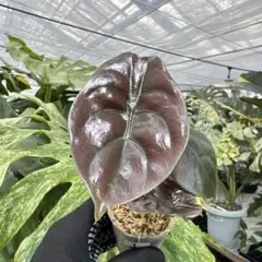 2026年最新】アロカシア クプレアの人気アイテム - メルカリ