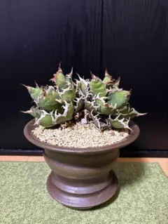 ③ アガベ　美株　親株　大株　Agave スーパー　シーザー　プレゼント有 ③ アガベ 美株 親株 大株 Agave スーパー シーザー プレゼント有