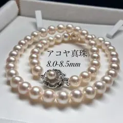 超大珠/テリ最強✨本真珠 パール ネックレス パープル 11-14.5 SV 