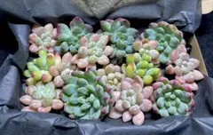 多肉植物❤️ブルーアップル+ロココ+乙女心カット苗箱いっぱい詰め合わせセット❣️