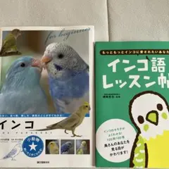 ALL BiRDS オールバード マメルリハ サザナミインコ - メルカリ