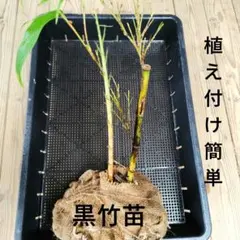 2026年最新】黒竹苗の人気アイテム - メルカリ