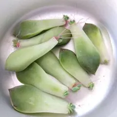 2025年最新】葉挿しの人気アイテム - メルカリ