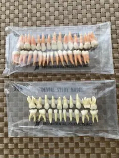닛신 치과 모델 2 세트 치과 모델 아기 치아 영구 치아 치아 치아
