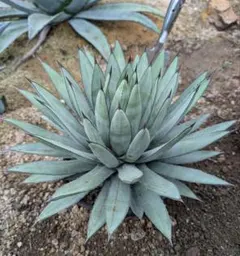 【現品】アガベ・リトルシャーク　ブルーエンペラー　ロイヤルクラウン　10号　N8 現品】アガベ・リトルシャーク ブルーエンペラー ロイヤル