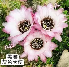 K*5様 113-白花緑喉 良香り 丸花弁 新品種花サボテン ロビビア属