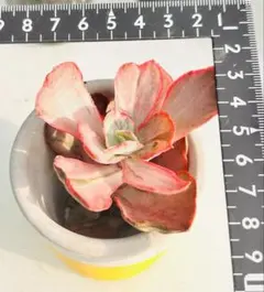 現物品⭕️ピンクチョウ錦⭕️カット苗