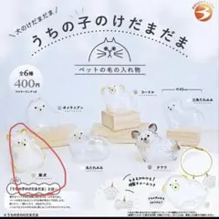 うちの子のけだまだま 犬のけだまだま 柴犬