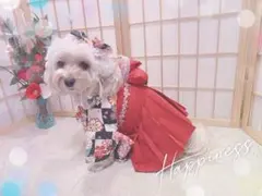 B467.pon2pan2☆犬オーダー袴☆犬袴