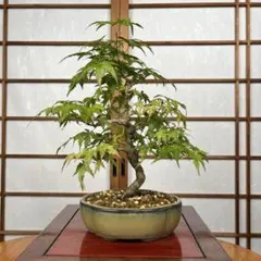 【山紅葉(やまもみじ)】 盆栽 素材のサムネイル