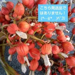 月桃の実12本 購入後収穫！事前コメント必須 花材 ステム長め ドライ