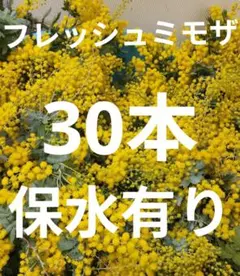 フレッシュミモザ30本　保水有り　追加1本100円