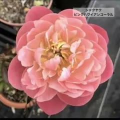 三毛猫様 リクエスト 2点 まとめ商品