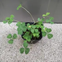 根付き♪幸せのブルークローバー苗♪ミニ株♪宿根草多年草♪ブルー