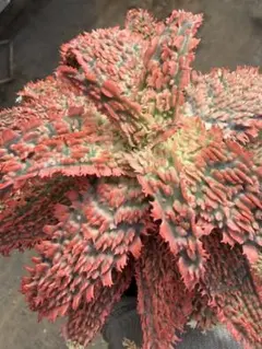 アロエ ハイブリッド Aloe hybrid 第四種 - メルカリ