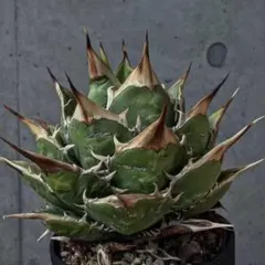 2025年最新】アガベ チタノタの人気アイテム - メルカリ