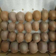 キウイフルーツ　和歌山県産　⑮