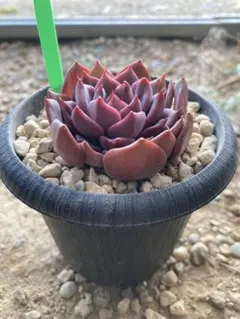 ♥️09 ブラックローズ／Lier リエール エケベリア 多肉植物 オンラインフラワー・ガーデニング - ♥️08 ブラックローズ(小)／Lier