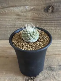 Kiyo-chi様 リクエスト 2点 まとめ商品