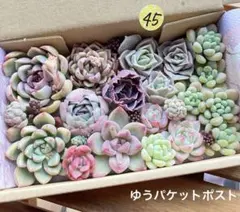45 多肉植物　多肉弁当　詰め合わせ　寄せ植え　セット　カット苗　韓国苗　セダム