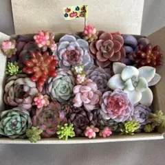 多肉植物　エケベリア　韓国苗　セダム　カット苗　詰め合わせセット