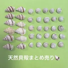 2025年最新】貝殻 まとめ売りの人気アイテム - メルカリ