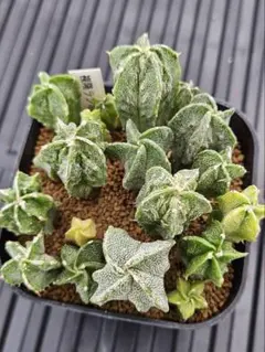 ウラオニ様 リクエスト 2点 まとめ商品