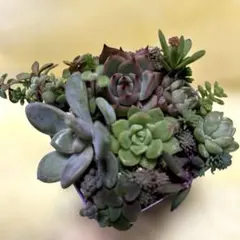 多肉植物　カット苗詰め合わせ