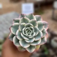 Top【選抜株】多肉植物 361589ブルー アンド ワイト40個 鉢無し/脱土