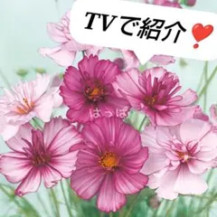 花の種 コスモス レッドイリュージョン 約50粒