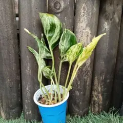 ふっきー♡ポトステルノ３種植え他計4点♡お鉢ごとメルカリ便 ふっきー様専用♡ポトステルノ3種植え他計4点♡お鉢ごと