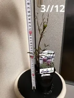 歌うネコ様専用 クレマチス　藤かほり