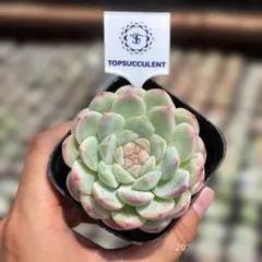 Top【選抜株】多肉植物　26898ベリー　30個　鉢無し/脱土 Top【選抜株】多肉植物 26898ベリー 30個 鉢無し/脱土 - メルカリ
