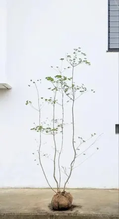 2026年最新】ドウダンツツジ 山採りの人気アイテム - メルカリ