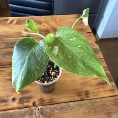モンステラ・イエローモンスター　根付きのサムネイル