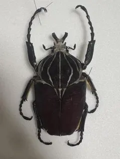 2026年最新】ゴライアス標本の人気アイテム - メルカリ