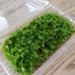 カモジゴケSサイズのサムネイル