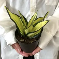 2025年最新】サンセベリア 希少の人気アイテム - メルカリ