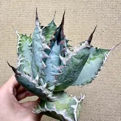 2025年最新】ライオンズメーンの人気アイテム - メルカリ