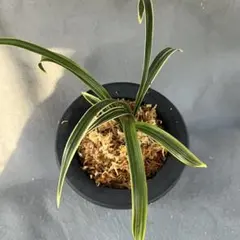 2025年最新】韓国春蘭の人気アイテム - メルカリ