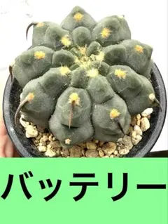 もりやま様 リクエスト 4点 まとめ商品