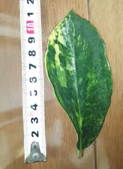 halhal104様 リクエスト 3点 まとめ商品