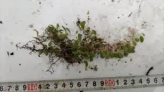 2026年最新】野生蘭の人気アイテム - メルカリ