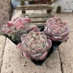 2025年最新】多肉植物 韓国苗 セットの人気アイテム - メルカリ