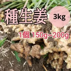 金時生姜 種生姜 3kg 千葉県産 農家直送 限定 たね生姜 小生姜 金時生姜 千葉県産 種生姜 3kg 農家直送 限定 たね生姜 小生姜 - メルカリ