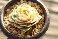 た*ー様 エケベリア・Onslow斑入り