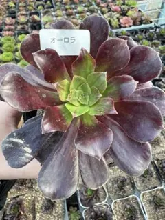 m*k様 25 オーロラ アエオニウム 多肉植物 抜き苗 根あり