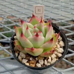 実生苗　多肉植物　エケベリア　⑮ ○多肉植物 エケベリア ミア 2.5寸苗 C4214 - ハニーミント本店