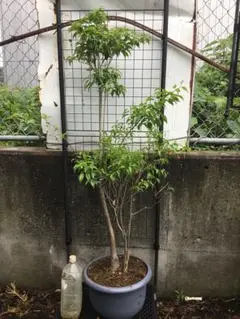 ヤマボウシ 落葉樹 鉢植え 庭木 山法師 鉢底から210cm - メルカリ